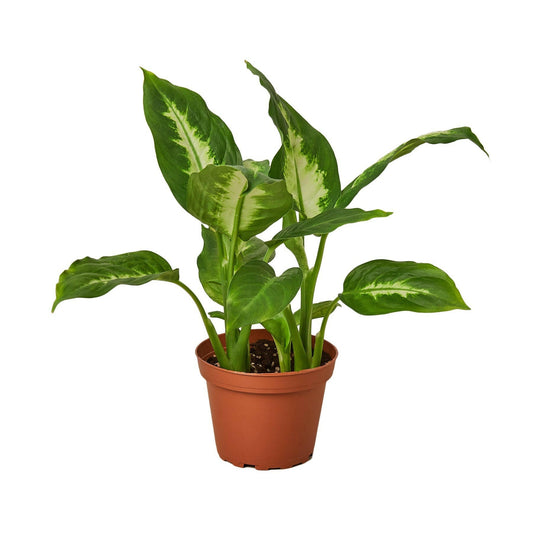 Dieffenbachia Camille - TheHardenGarden