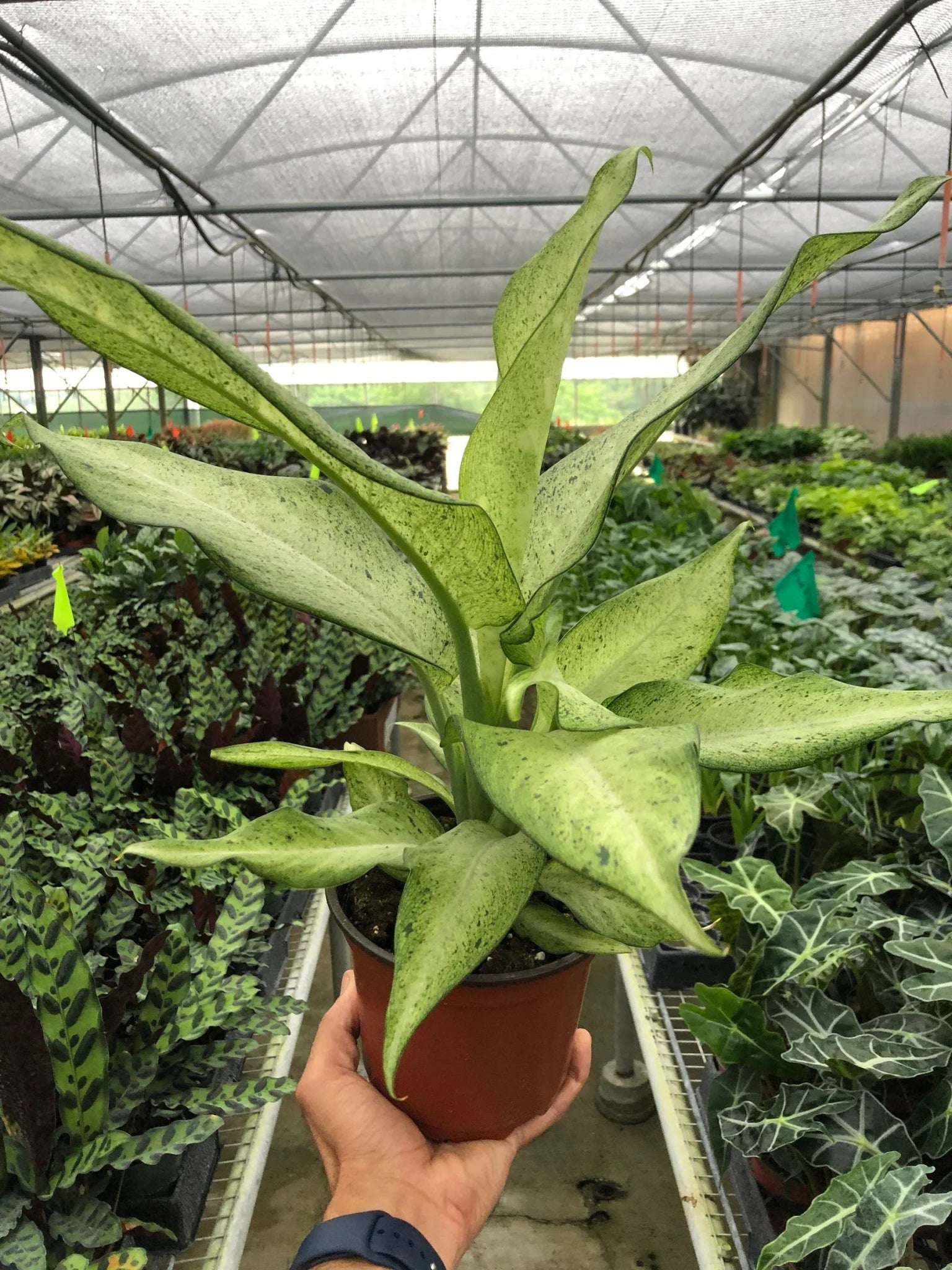 Dieffenbachia 'Camouflage' - TheHardenGarden