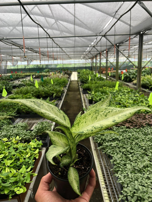 Dieffenbachia 'Camouflage' - TheHardenGarden