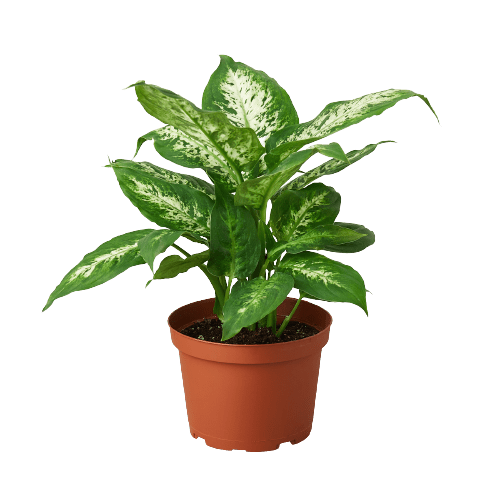 Dieffenbachia 'Tropic Snow' - TheHardenGarden