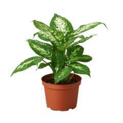 Dieffenbachia 'Tropic Snow'