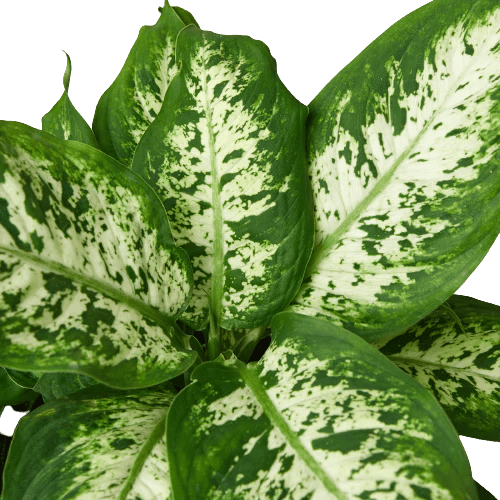 Dieffenbachia 'Tropic Snow' - TheHardenGarden