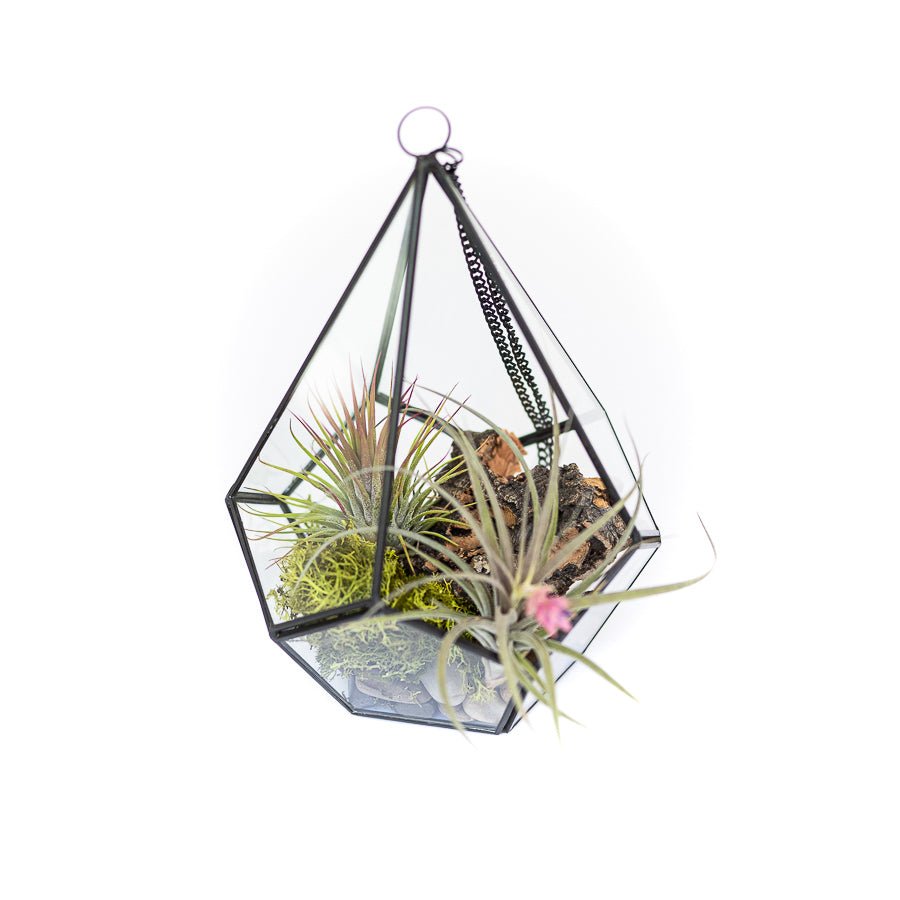 DIY Glass Diamond Terrarium - TheHardenGarden