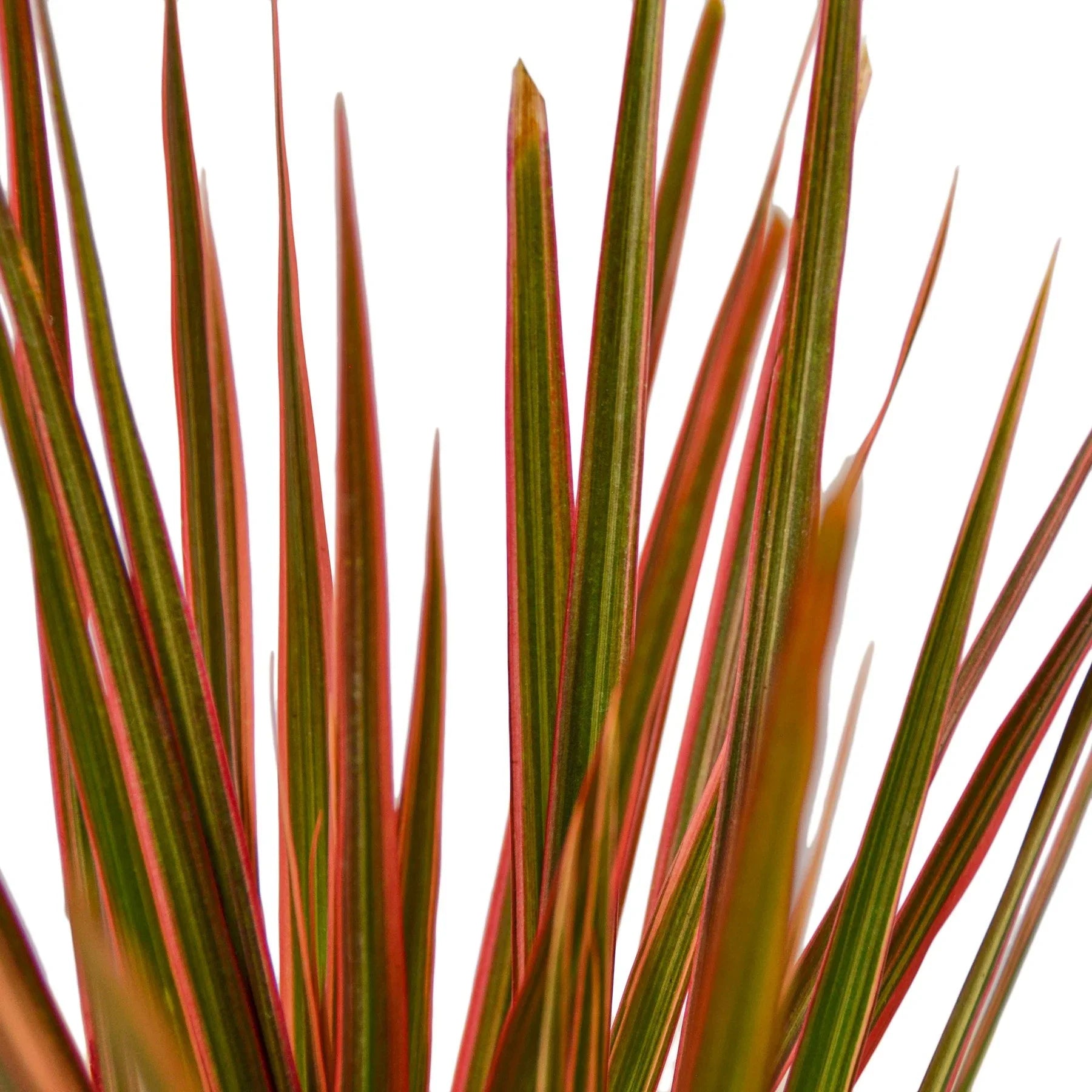 Dracaena 'Colorama' - TheHardenGarden