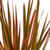 Dracaena 'Colorama' - TheHardenGarden