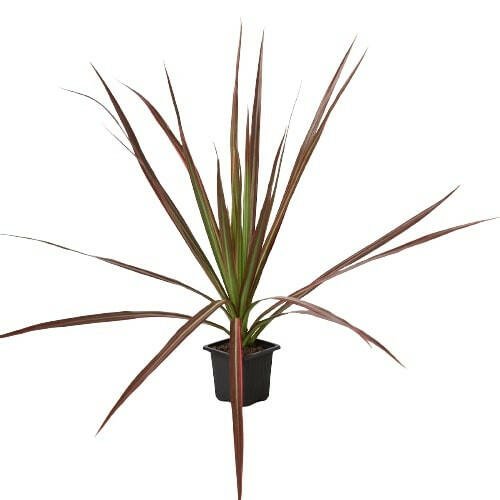 Dracaena 'Colorama' - TheHardenGarden