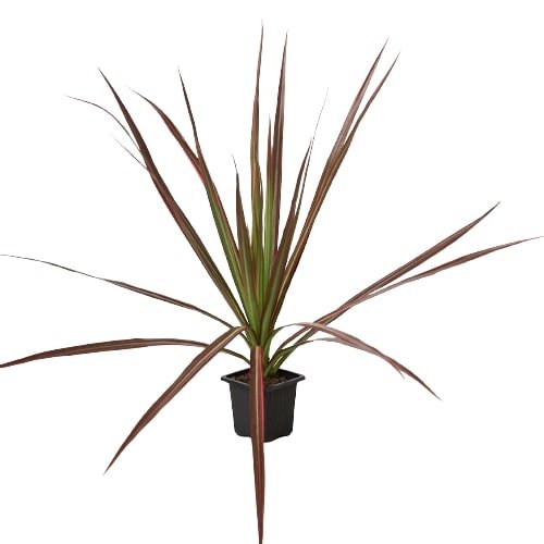 Dracaena 'Colorama' - TheHardenGarden