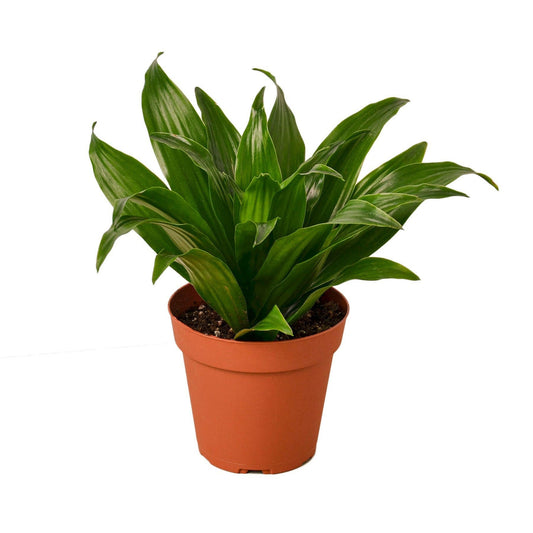 Dracaena 'Janet Craig' - TheHardenGarden