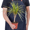 Dracaena Marginata 'Sunshine' - TheHardenGarden