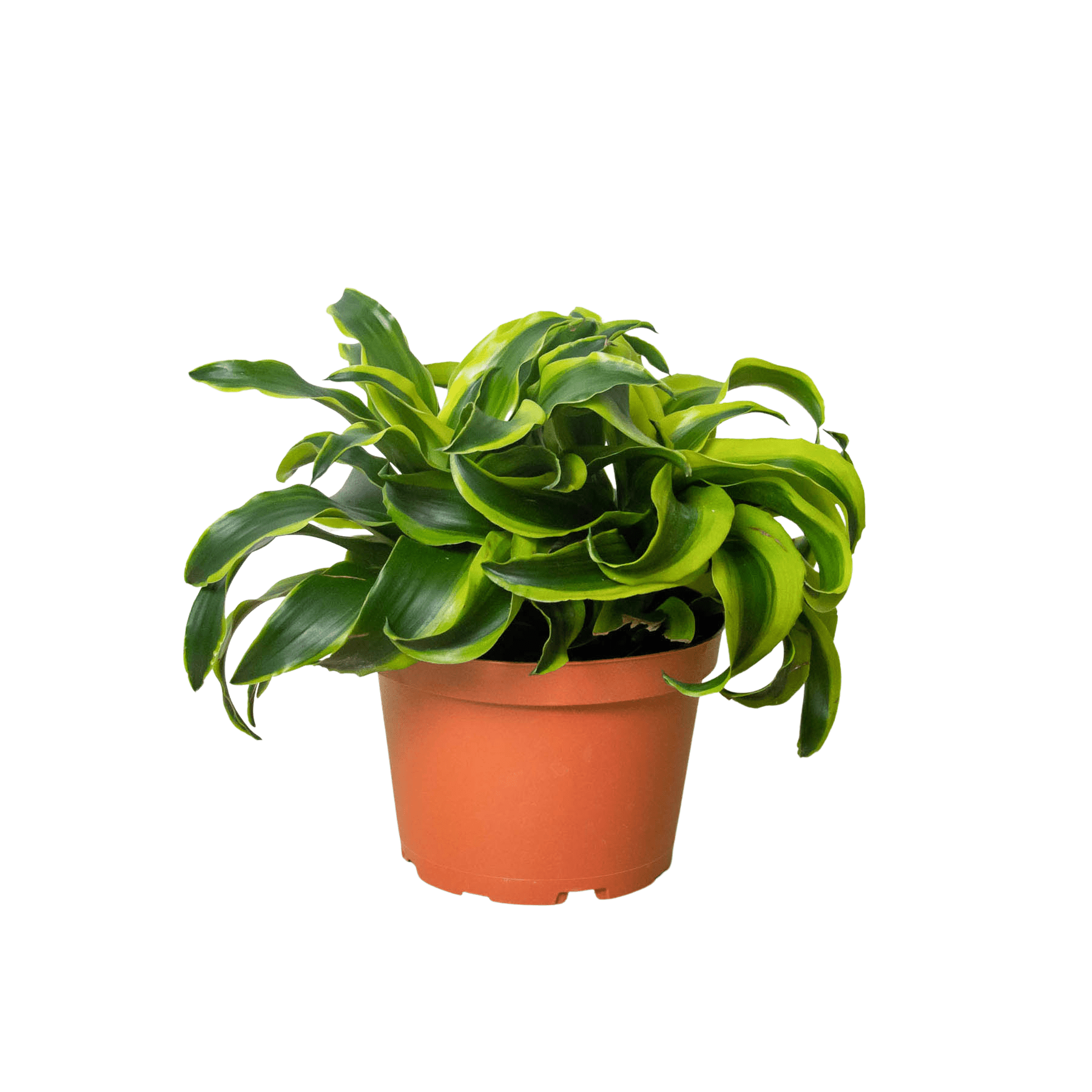 Dracaena 'Tornado' - TheHardenGarden