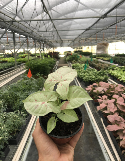 Syngonium 'Milk Confetti'