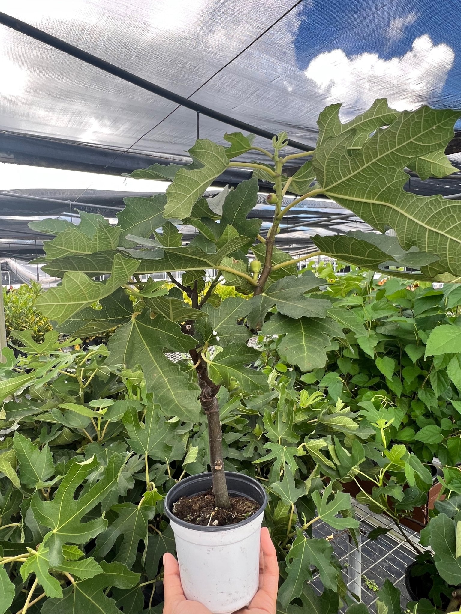 ED Fig - TheHardenGarden