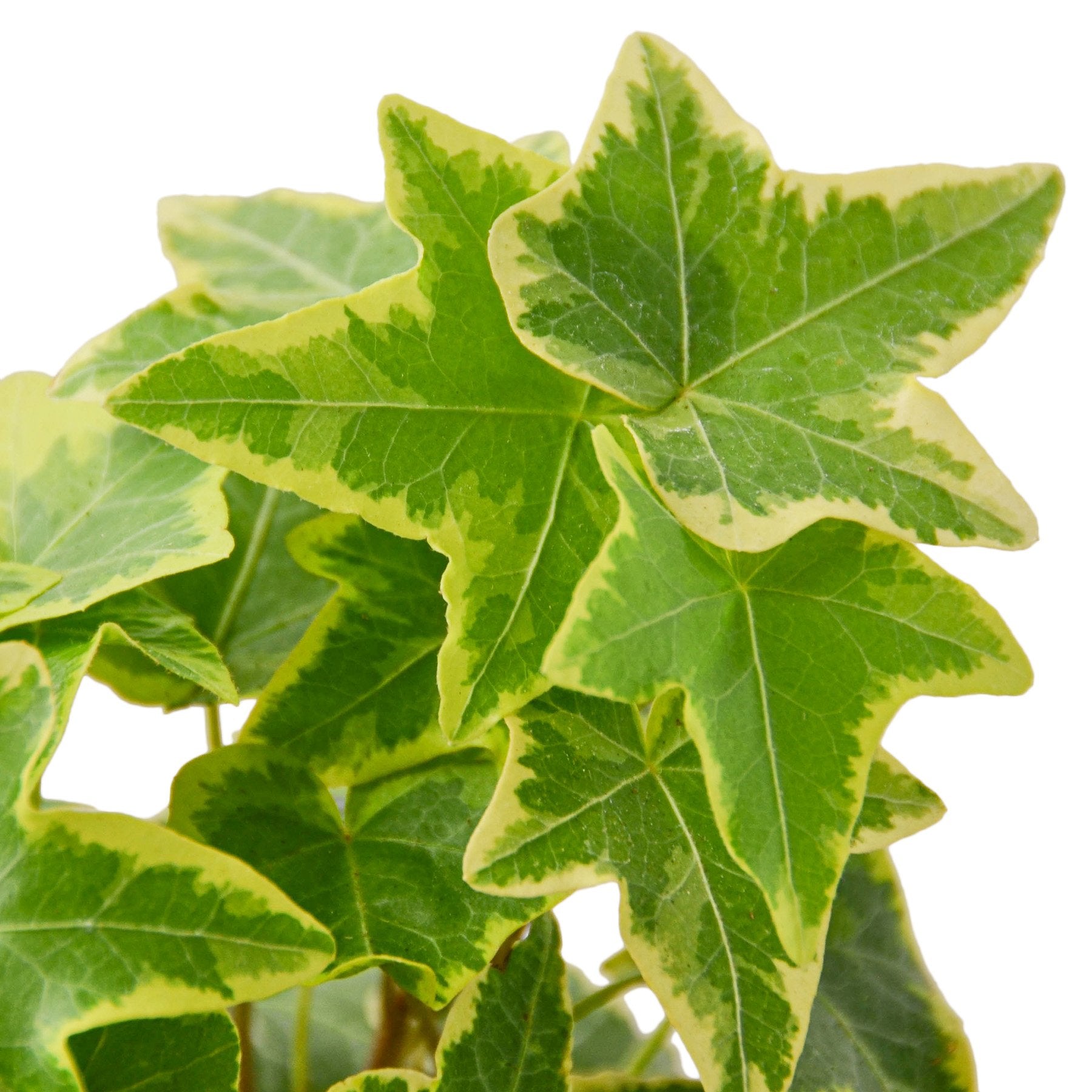 English Ivy Gold Child - TheHardenGarden