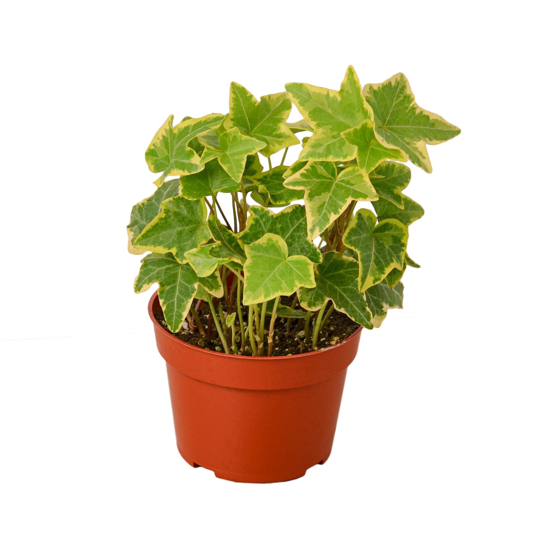 English Ivy Gold Child - TheHardenGarden