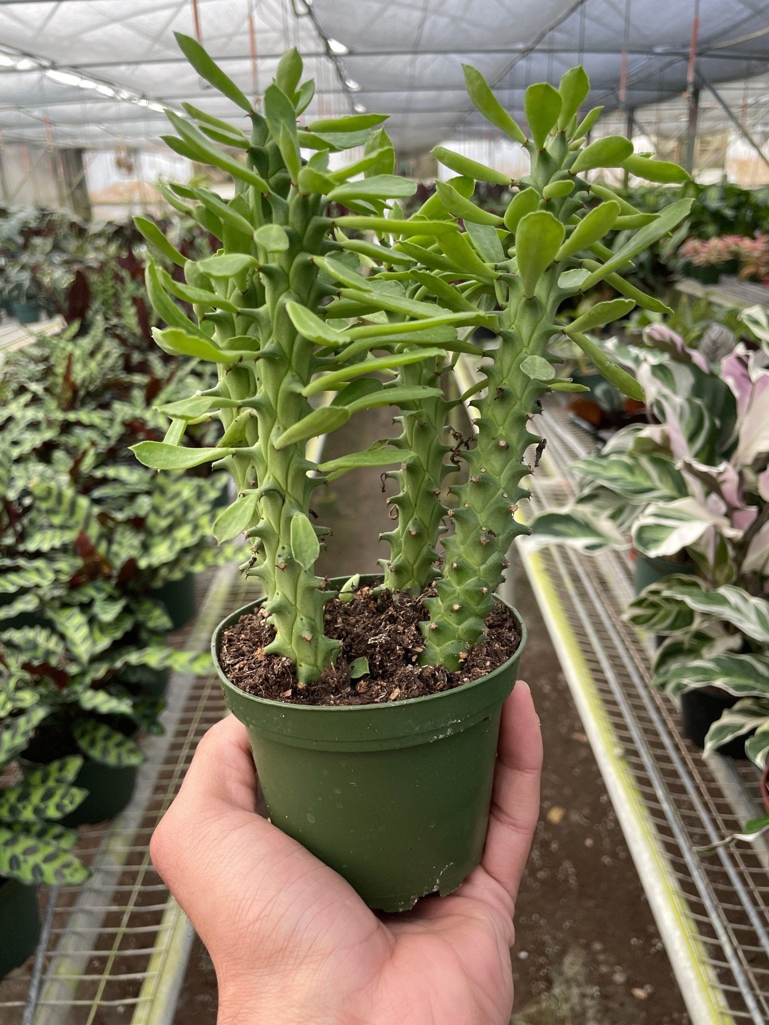 Euphorbia 'Sausage Spurge' - TheHardenGarden