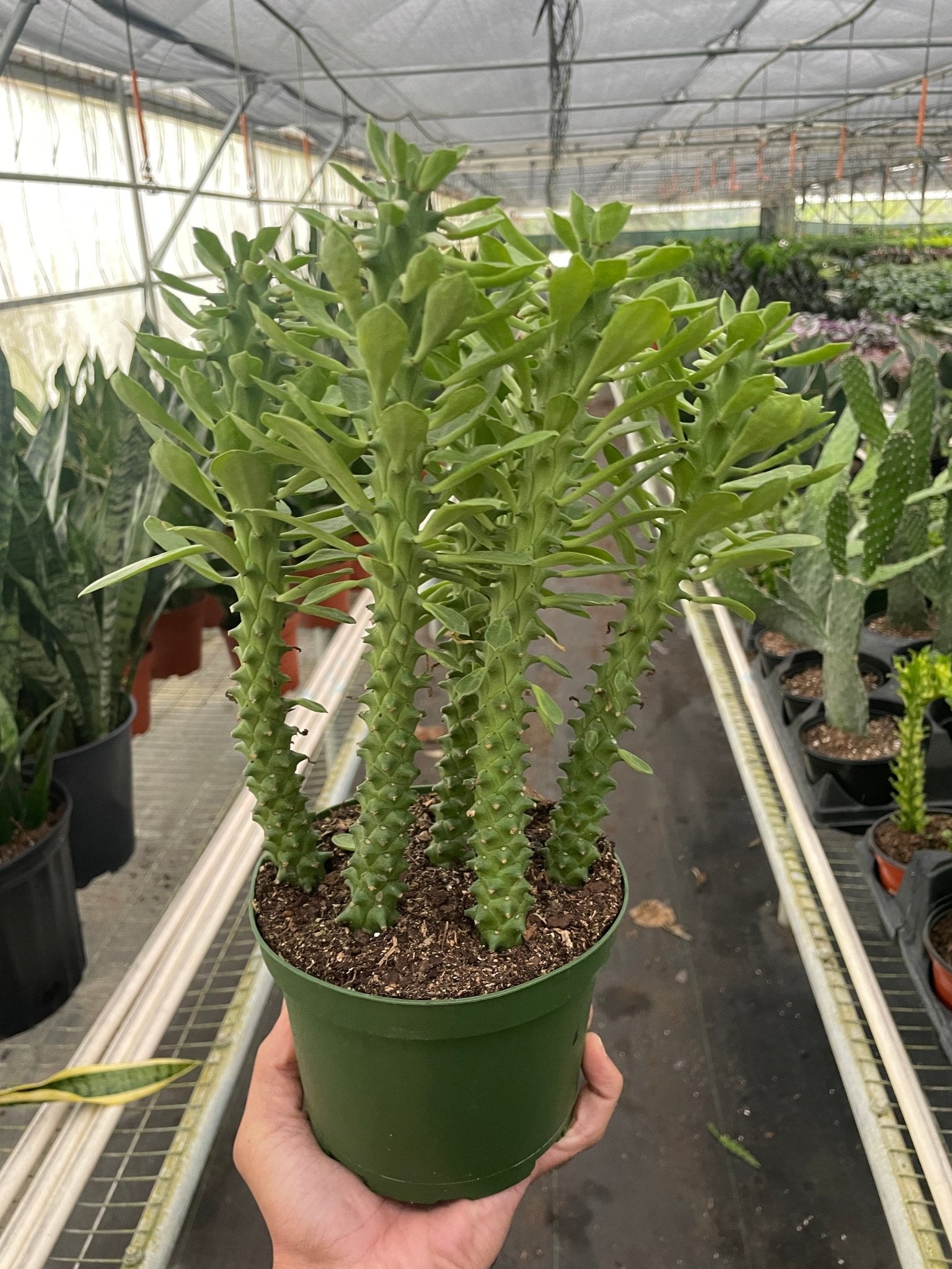 Euphorbia 'Sausage Spurge' - TheHardenGarden