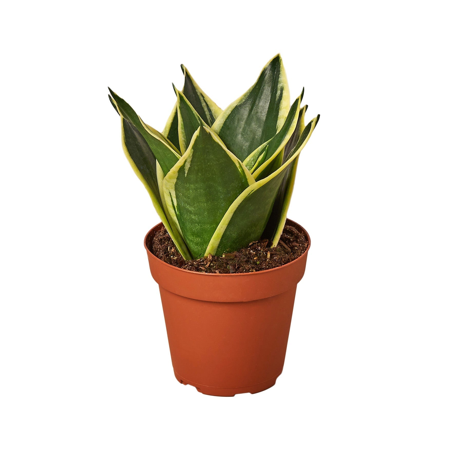 Snake Plant Black Gold Houseplants for sale Online