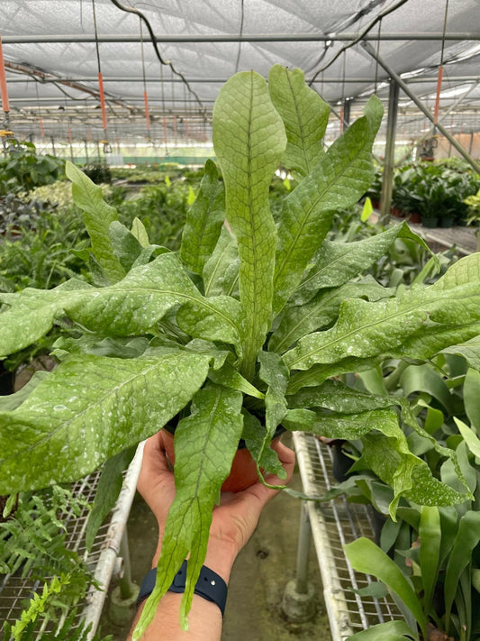 Fern 'Crocodile' - TheHardenGarden