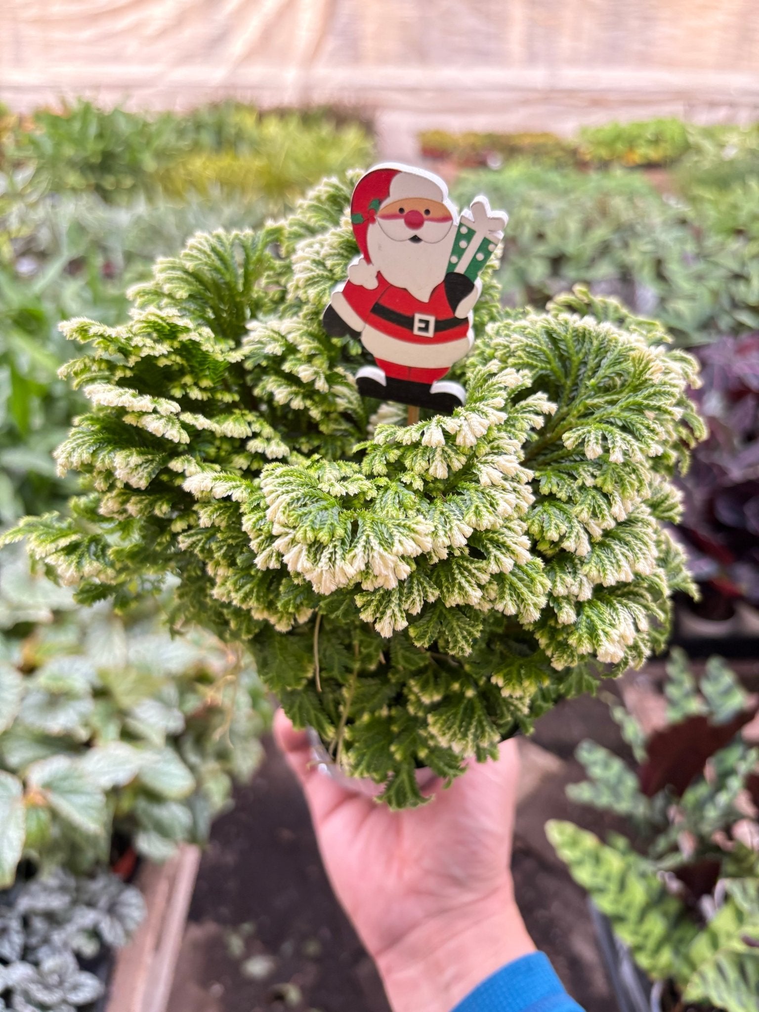 Fern 'Frosty' - TheHardenGarden