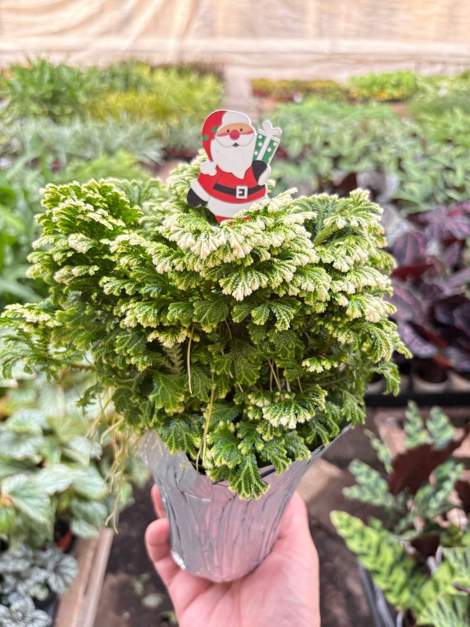 Fern 'Frosty' - TheHardenGarden