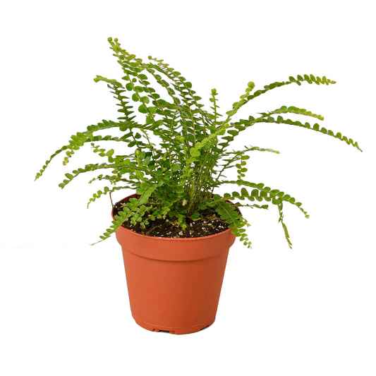 Fern 'Lemon Button' - TheHardenGarden