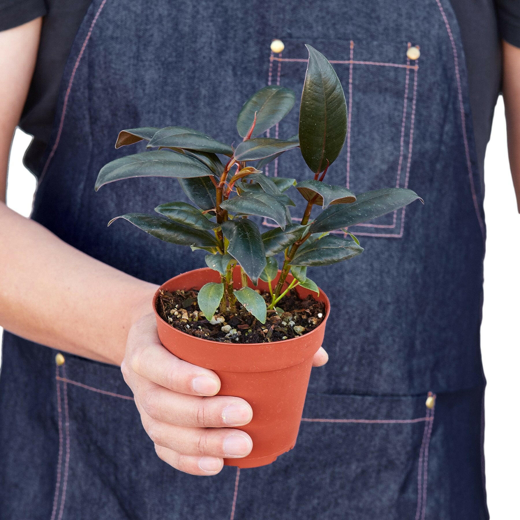 Ficus Elastica 'Burgundy' - TheHardenGarden