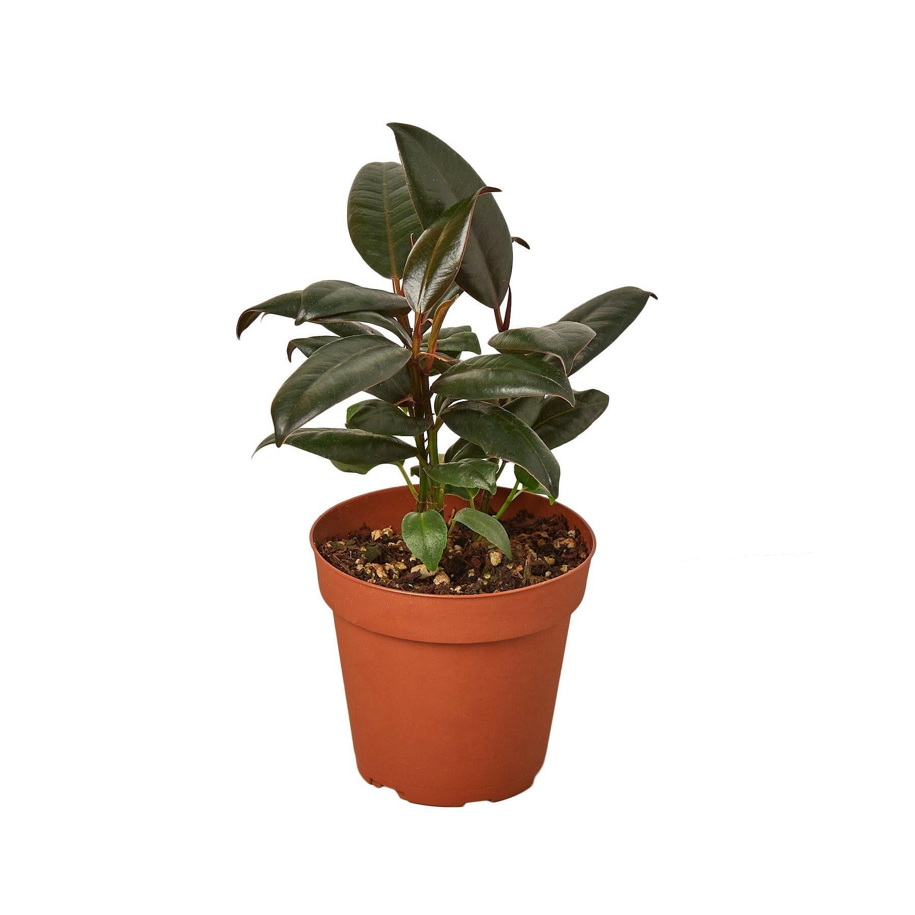 Ficus Elastica 'Burgundy' - TheHardenGarden
