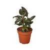 Ficus Elastica 'Burgundy' - TheHardenGarden