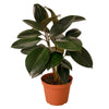 Ficus Elastica 'Burgundy' - TheHardenGarden