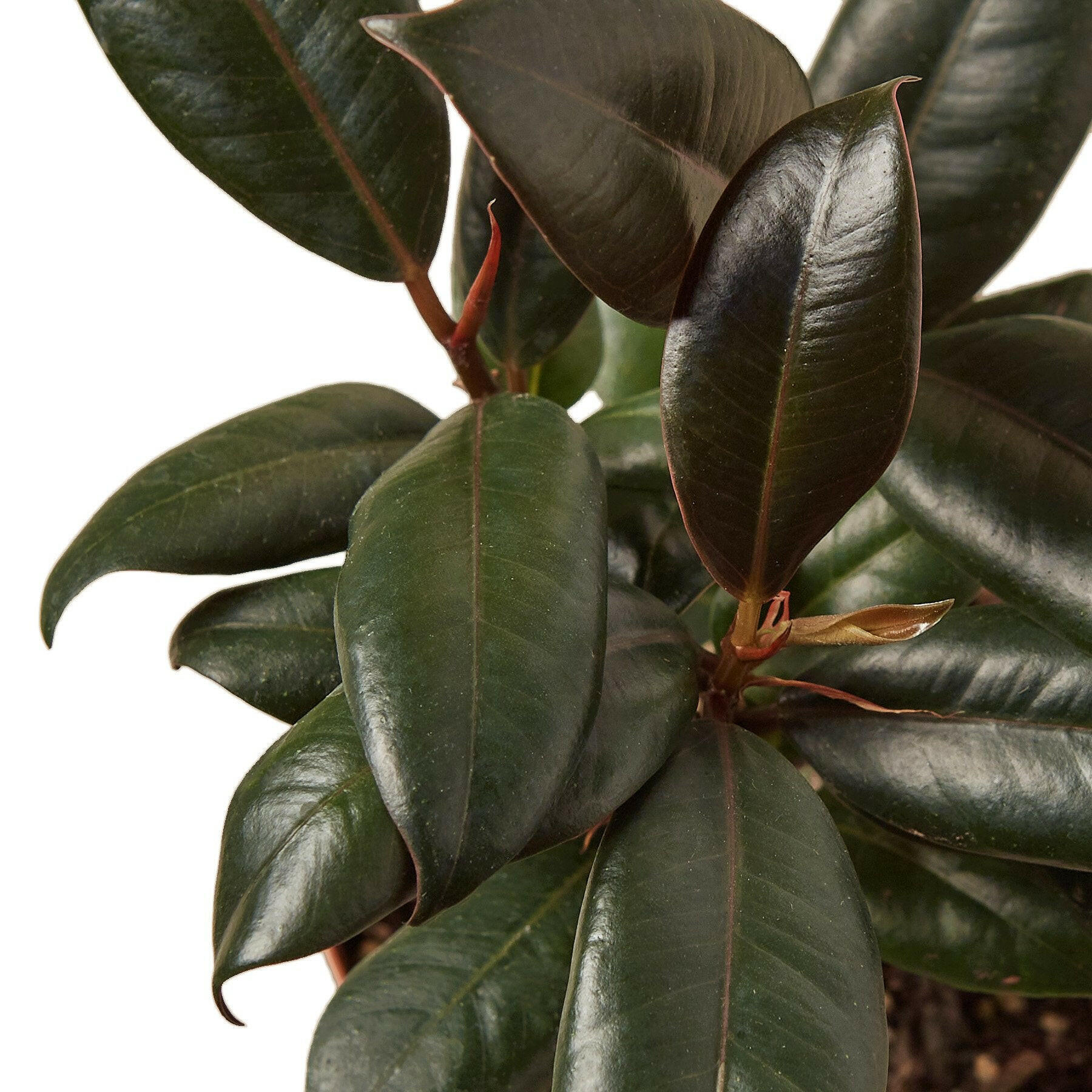 Ficus Elastica 'Burgundy' - TheHardenGarden