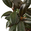 Ficus Elastica 'Burgundy' - TheHardenGarden