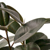 Ficus Elastica 'Burgundy' - TheHardenGarden