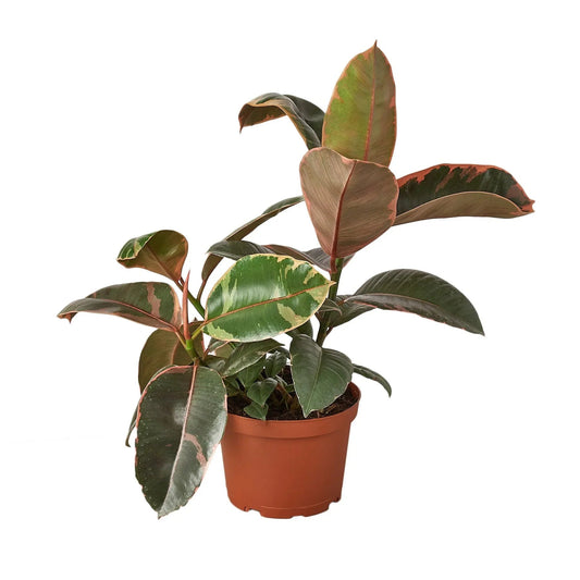 Ficus Elastica 'Ruby Pink' - TheHardenGarden