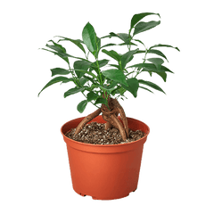 Ficus 'Ginseng'