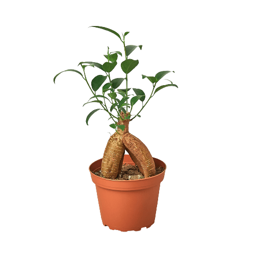 Ficus 'Ginseng' - TheHardenGarden