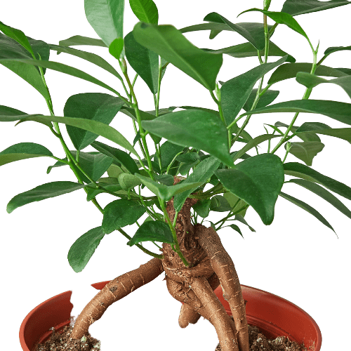 Ficus 'Ginseng' - TheHardenGarden