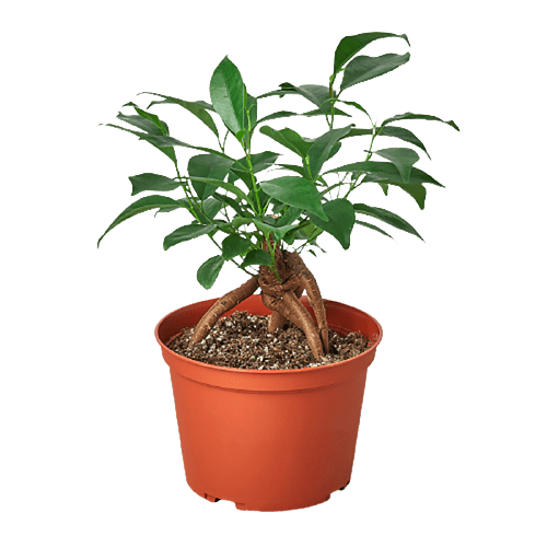 Ficus 'Ginseng' - TheHardenGarden