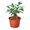 Ficus 'Ginseng' - TheHardenGarden