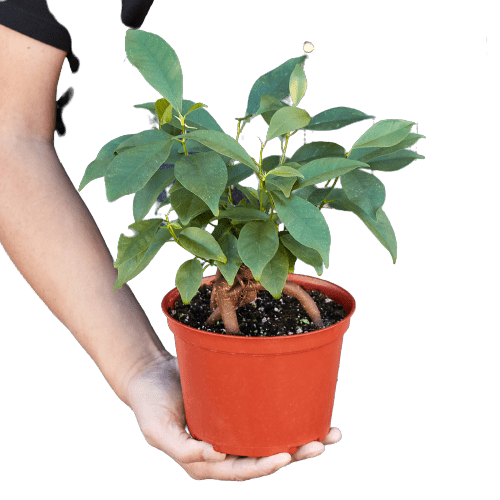 Ficus 'Ginseng' - TheHardenGarden