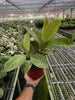 Ficus 'shivereana' (Moonshine) - TheHardenGarden
