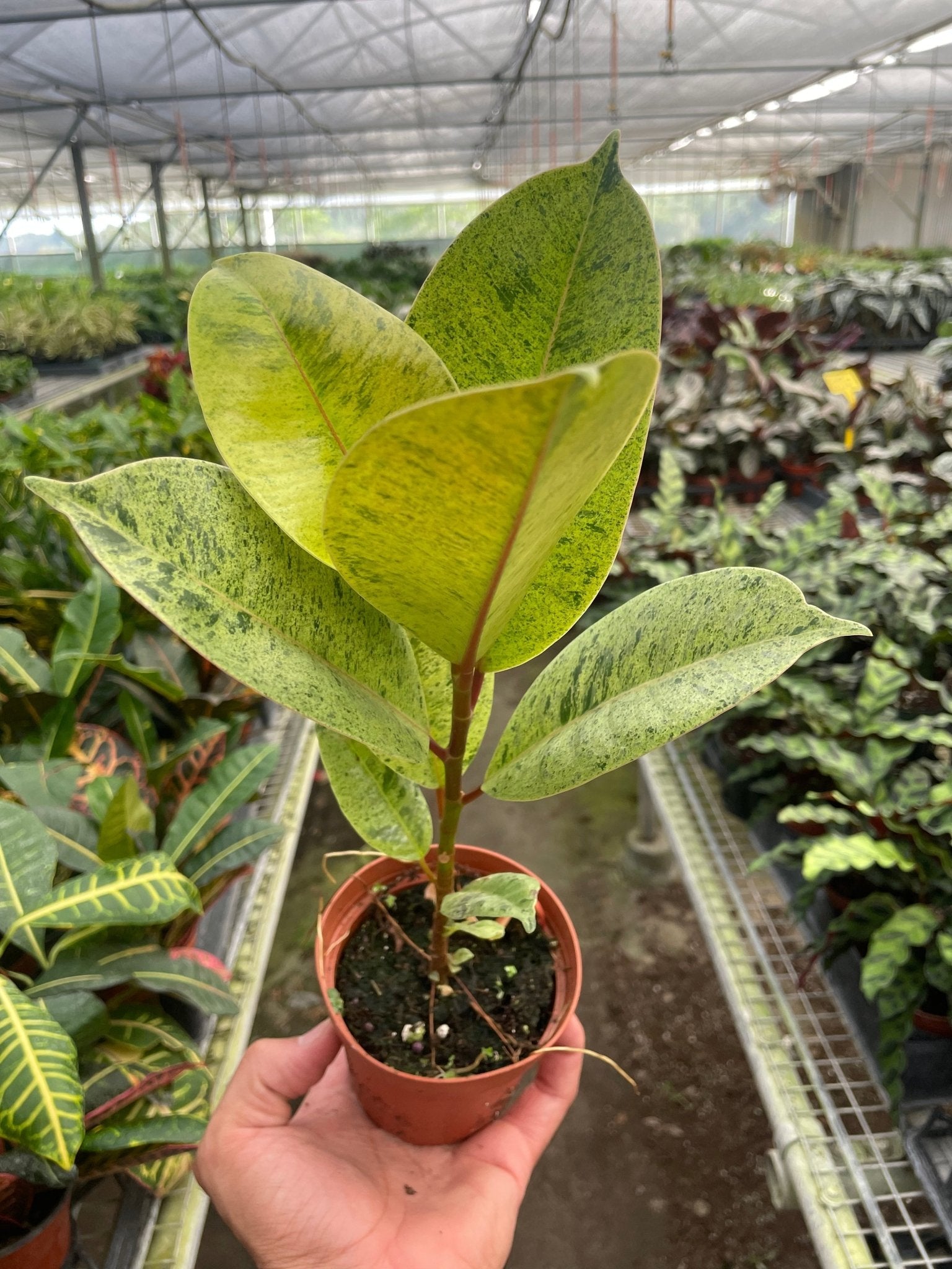 Ficus 'shivereana' (Moonshine) - TheHardenGarden
