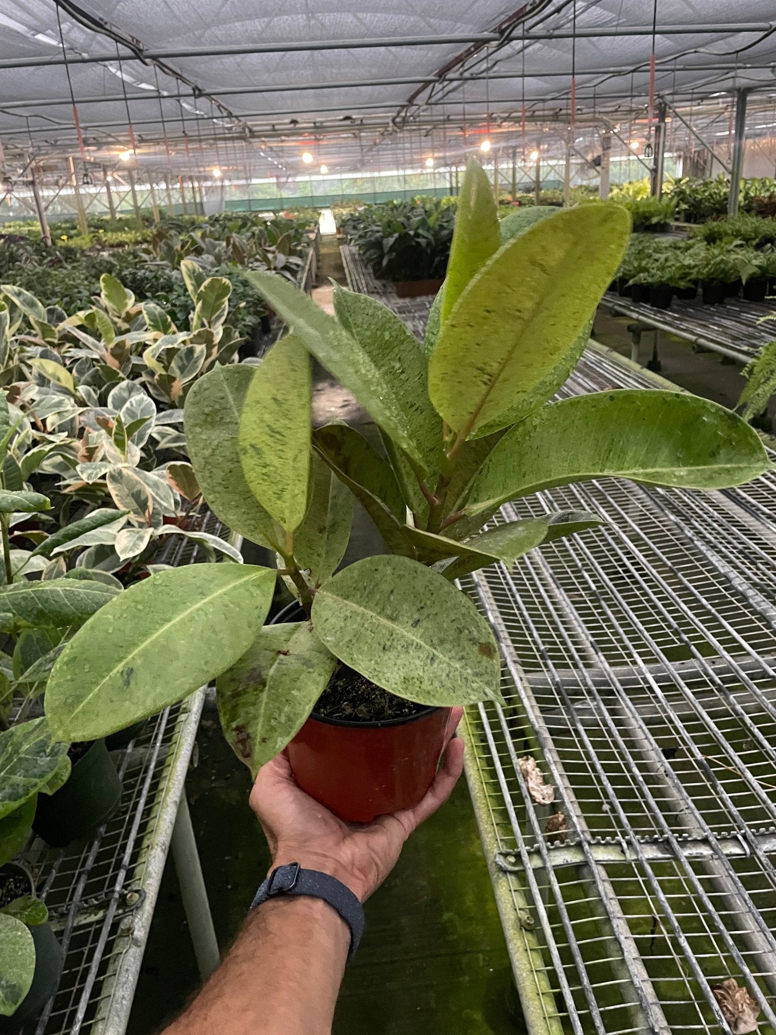 Ficus 'shivereana' (Moonshine) - TheHardenGarden