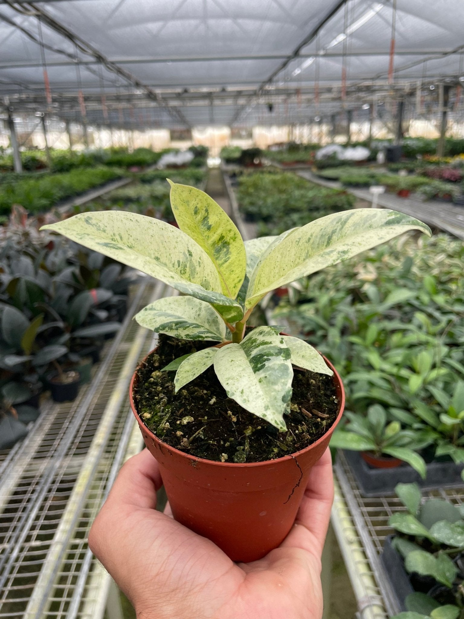 Ficus 'shivereana' (Moonshine) - TheHardenGarden