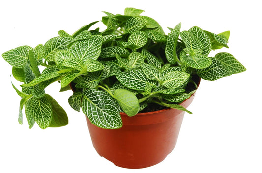 Fittonia 'White Nerve Plant' - TheHardenGarden