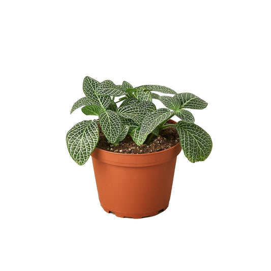 Fittonia 'White Nerve Plant' - TheHardenGarden