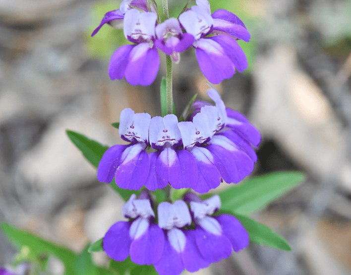 Flower Seedlings Bundle - TheHardenGarden