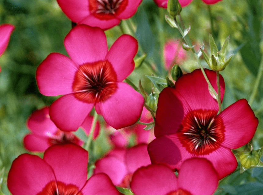 Flower Seedlings Bundle - TheHardenGarden