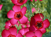 Flower Seedlings Bundle - TheHardenGarden