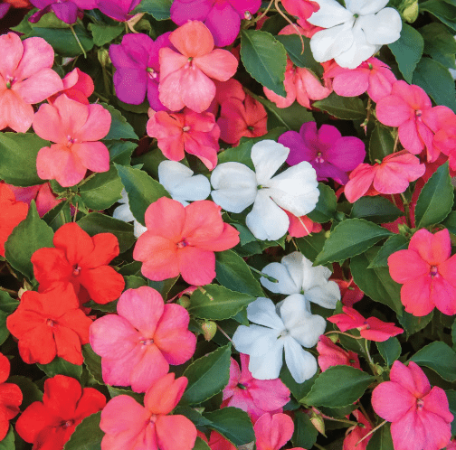 Flower Seedlings Bundle - TheHardenGarden
