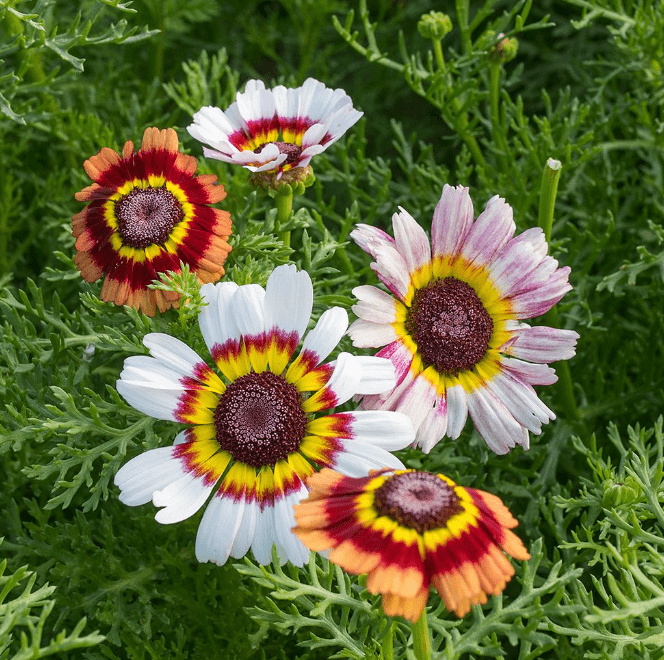 Flower Seedlings Bundle - TheHardenGarden